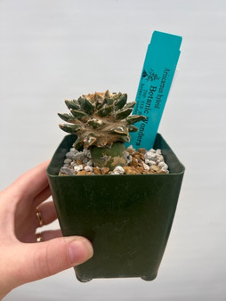 Ariocarpus hybrid 3.5" Pot - grafted