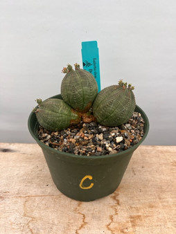 Euphorbia obesa 6" Pot C