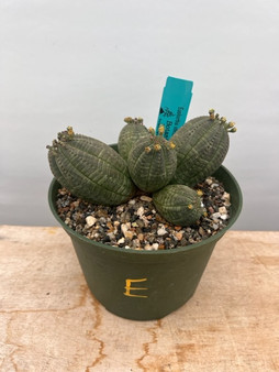 Euphorbia obesa 6" Pot E