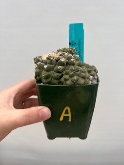 Copiapoa hypogea 3.5" Pot A