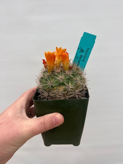 Notocactus sp. 3.5" Pot