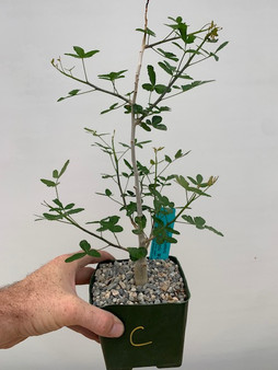 Commiphora humbertii 4" Pot C