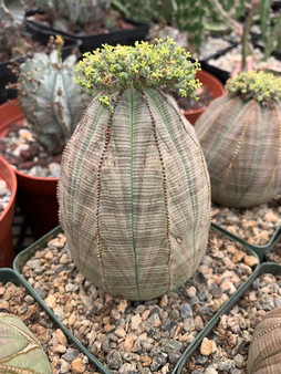 Euphorbia obesa 4" pots