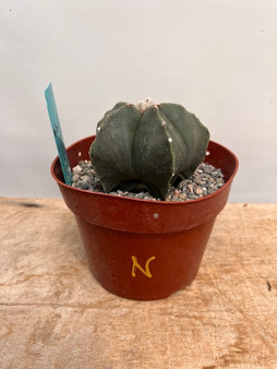 Astrophytum hybrid 6" Pot N