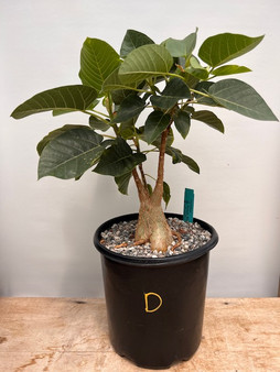 Ficus brandeegei 3 gallon  Pot D