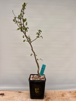 Commiphora campestris var. campestris 5" Pot E