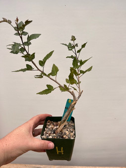 Bursera fagaroides x simplicifolia 3.5" Pot H