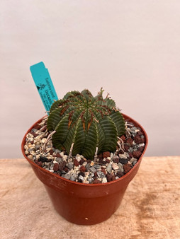 Euphorbia meloformis hybrid 6" Pot B