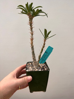 Pachypodium succulentum crest 3.5" Pot