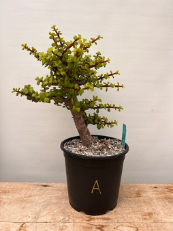 Portulacaria afra 'Cork Bark' - 1 Gallon Pot A - 6 year old cuttings from plants from Frank Yee!