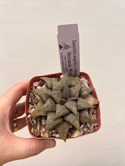 Haworthia magnifica v. dekenahii 3.5" Pot