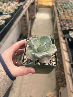 Agave ismenthsis 3.5" Pots