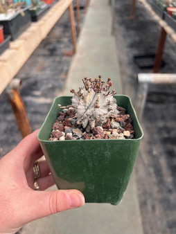 Euphorbia horrida 'Wundulate' 3.5" Pots