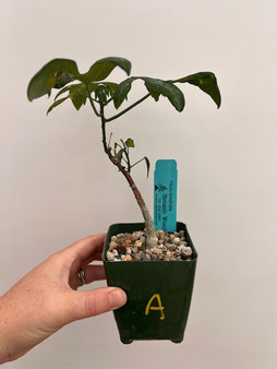 Adenia monadelpha 3.5" Pot A