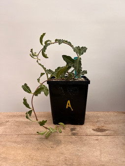 Raphionacme procera x procumbens 6" Pot A