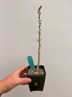 Sesamothamnus lugardii 3.5" Pot A