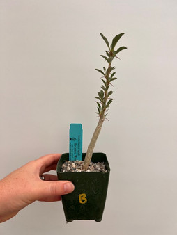 Sesamothamnus lugardii 3.5" Pot B