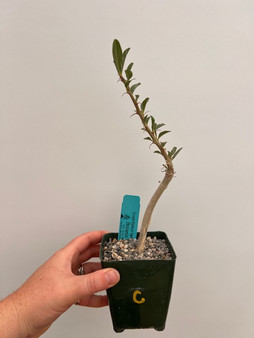 Sesamothamnus lugardii 3.5" Pot C