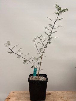 Bursera microphylla "Watermans Mountain" 6" Pot 