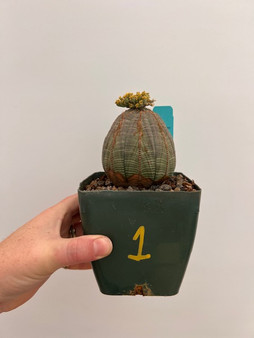 Euphorbia obesa 4" Pot 1