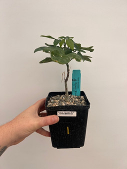 Adenia monadelpha 5" Pot 1