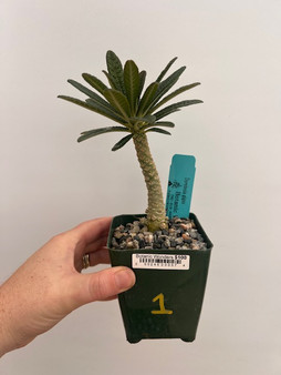 Dorstrnia gigas 3.5" Pot 1