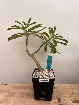 Adenium swazicum x boehmianum 5" Pot A