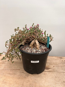 Trichodiadema bulbosum 1 Gallon Pot