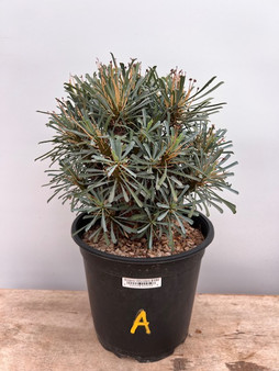 Euphorbia multifolia 1 Gallon Pot A