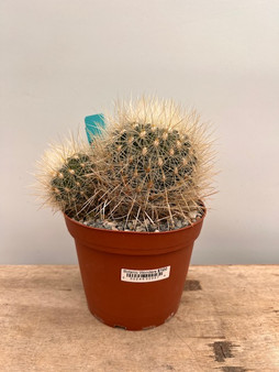 Thelocactus macdowellii 6" Pot