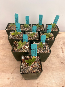 Pachypodium brevicaule 3.5" Pots