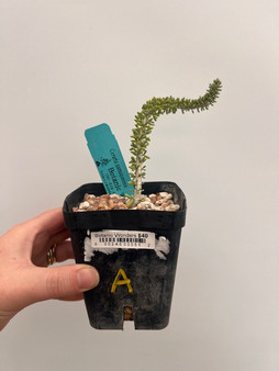 Ceraria namaquensis 3.5" Pot A
