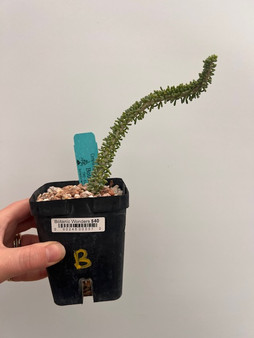 Ceraria namaquensis 3.5" Pot B