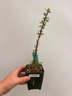 Fouquieria fasciculata 3.5" Pot 1