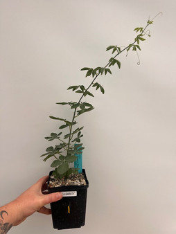 Adenia glauca 5" Pot 1