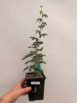 Adenia glauca 5" Pot 3