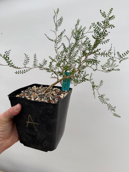 Operculicarya pachypus 6" Pot A - Seedgrown here at BW!