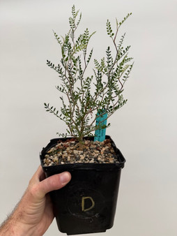 Operculicarya pachypus 6" Pot D - Seedgrown here at BW!