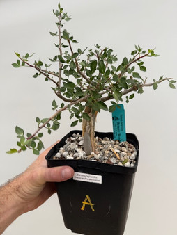 Bursera fagaroides 6" Pot A - Nice branchy plants perfect for bonsai!