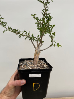 Bursera fagaroides 6" Pot D - Nice branchy plants perfect for bonsai!