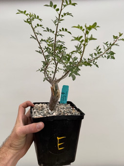 Bursera fagaroides 6" Pot E - Nice branchy plants perfect for bonsai!