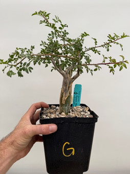 Bursera fagaroides 6" Pot G - Nice branchy plants perfect for bonsai!
