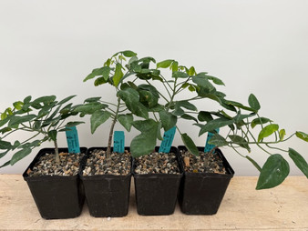 Adenia monadelpha 5" Pot - Seedgrown here at BW!