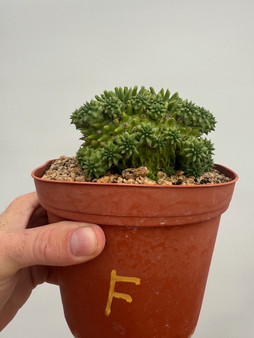Euphorbia suzannae 6" Pot F - Double headed specimen!