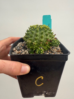 Euphorbia suzannae 5" Pot C - Overgrown!