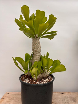 Euphorbia poissonii 3 Gallon Pot