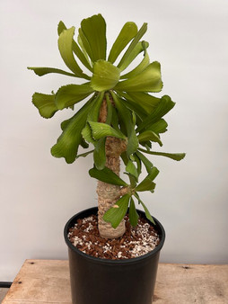 Euphorbia venifica 3 Gallon Pot