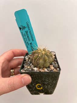 Copiapoa haseltoniana 2" pot C