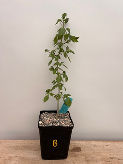 Cissus sp. Tanzania 5" Pot B