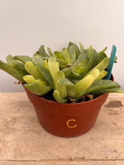 Glottiphyllum depressum variegata 6" Pot C